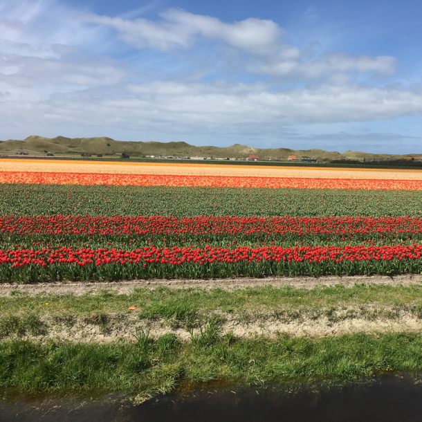Foto Tulpenfeld mit roten, orangenen und gelben Tulpen