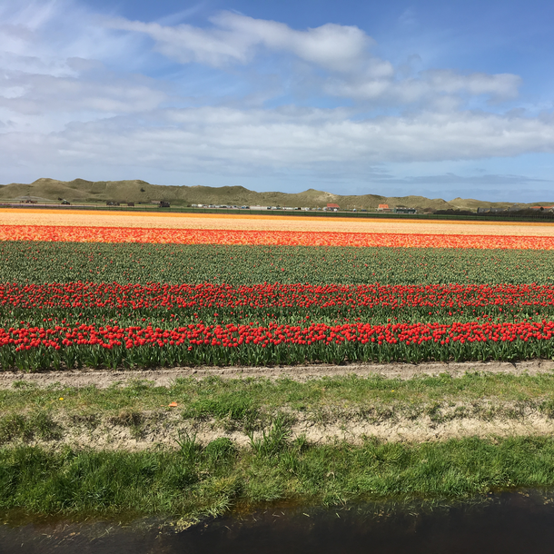 Foto Tulpenfeld, vorne im Bild Wiese, dahinter zwei Reihen mit roten Tuplen und weiter hinten orangene und gelbe Tulpen, darüber blauer Himmel mit weißen Wolken