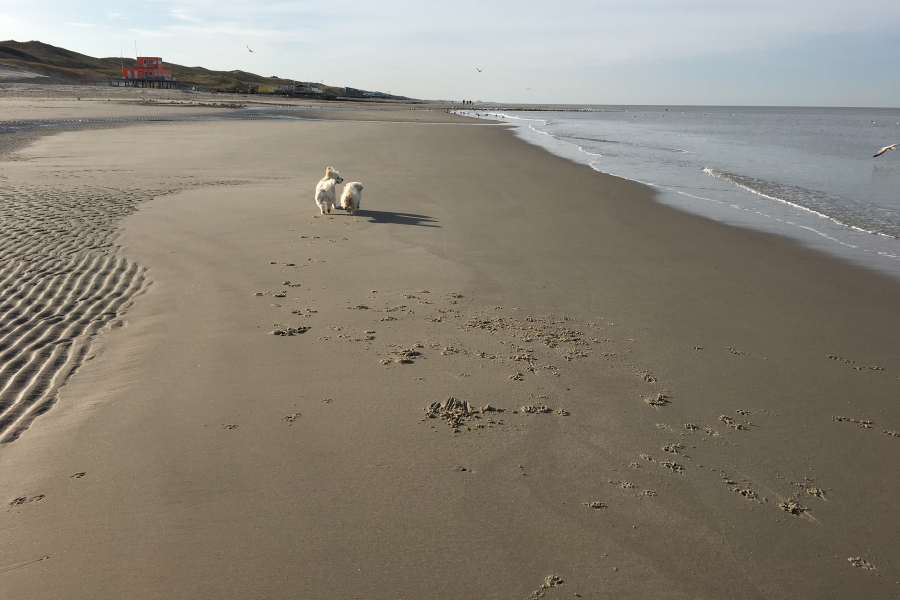 Foto zwei weiße Hunde welche am Strand entlang laufen